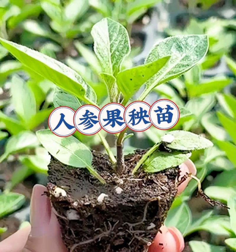 人参盆栽怎么种植方法？有哪些常见问题需要注意？