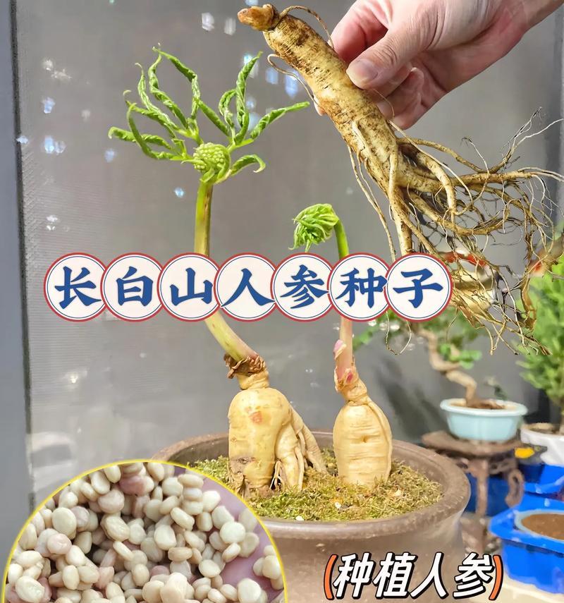 人参盆栽怎么种植方法？有哪些常见问题需要注意？