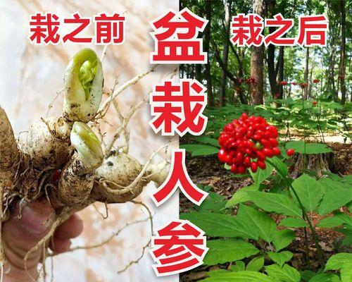 人参盆栽怎么种植方法？有哪些常见问题需要注意？