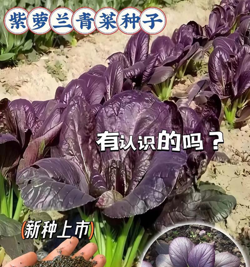 紫罗兰催芽后怎么种植？需要注意哪些事项？