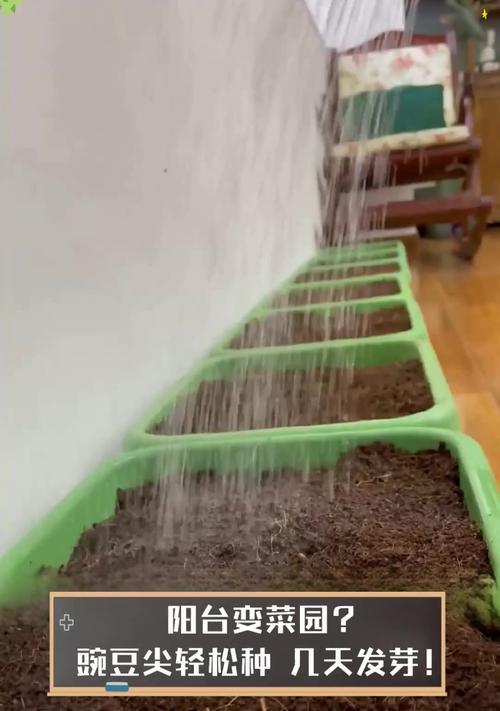 青豌豆催芽最快的方法是什么？需要多长时间才能发芽？
