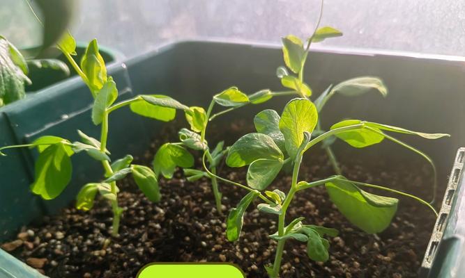 青豌豆催芽最快的方法是什么？需要多长时间才能发芽？