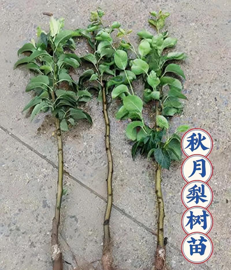 梨树小苗修剪枝的正确方法是什么？修剪后如何促进生长？