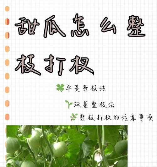 香瓜怎么种植方法？从播种到收获的完整步骤是什么？