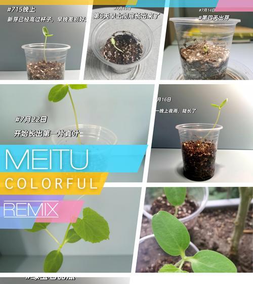 香瓜怎么种植方法？从播种到收获的完整步骤是什么？