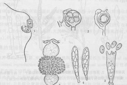 真菌种植方法有哪些步骤？如何确保种植成功？