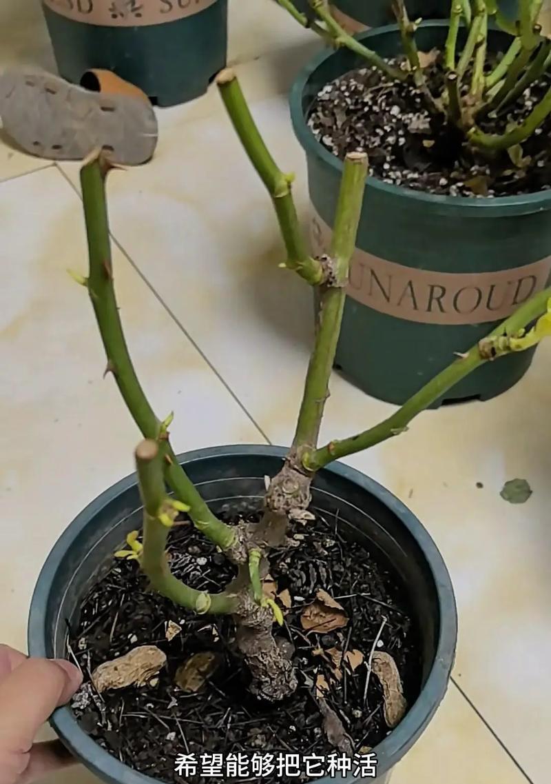 月季老桩催芽剂使用方法是什么？如何正确使用以促进发芽？