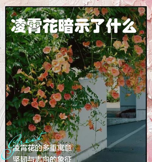 104朵花代表什么意思？花语寓意有哪些？