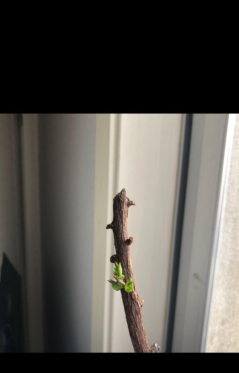 无籽蓝莓催芽方法是什么？需要多长时间才能发芽？