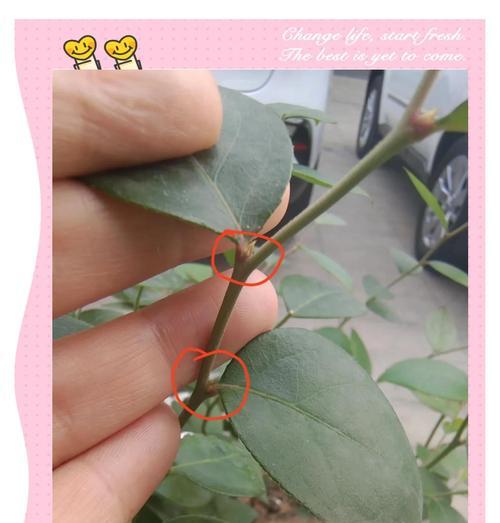无籽蓝莓催芽方法是什么？需要多长时间才能发芽？