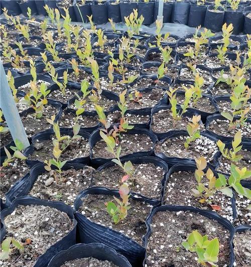 无籽蓝莓催芽方法是什么？需要多长时间才能发芽？