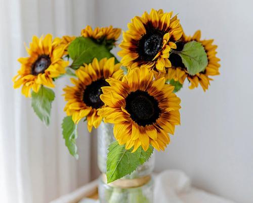 芙蓉葵花种植方法有哪些？如何确保种植成功？