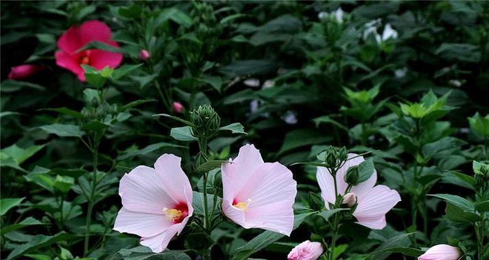 芙蓉葵花种植方法有哪些？如何确保种植成功？