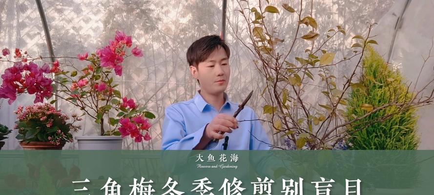冬季修剪枝条的最佳方法是什么？修剪后如何确保植物健康生长？