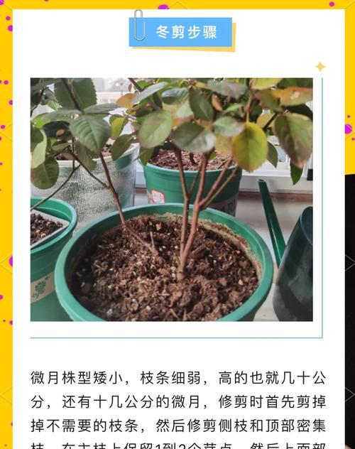 冬季修剪枝条的最佳方法是什么？修剪后如何确保植物健康生长？