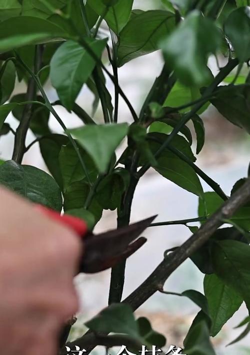 冬季修剪枝条的最佳方法是什么？修剪后如何确保植物健康生长？