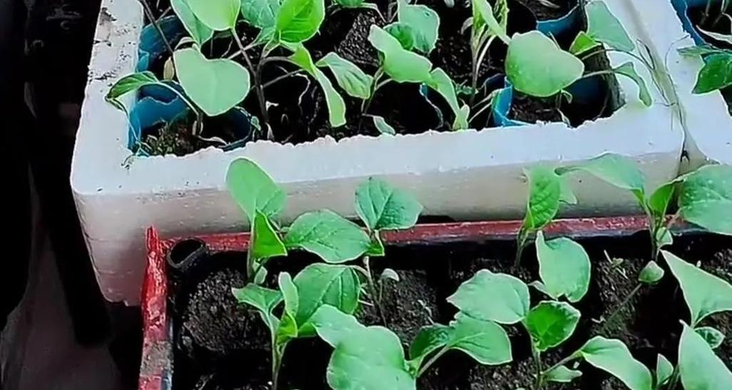 茄子催芽最快方法是什么？需要多长时间才能发芽？