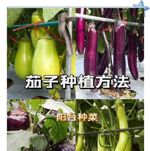 茄子催芽最快方法是什么？需要多长时间才能发芽？