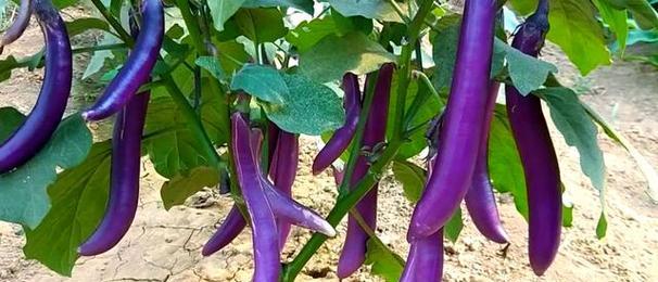 茄子催芽最快方法是什么？需要多长时间才能发芽？