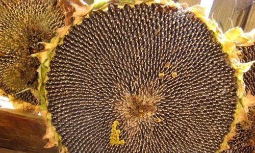 四月育催芽瓜子怎么种？有哪些步骤和注意事项？