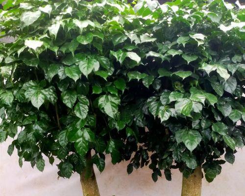 怎么养成独干树种植方法？有哪些步骤和注意事项？