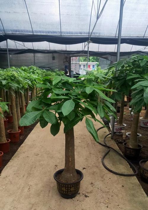 怎么养成独干树种植方法？有哪些步骤和注意事项？