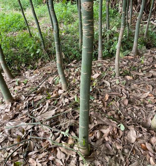 怎么养成独干树种植方法？有哪些步骤和注意事项？