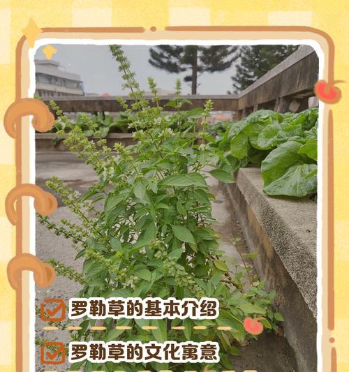 罗勒怎么种植方法？家庭种植罗勒的步骤和技巧是什么？