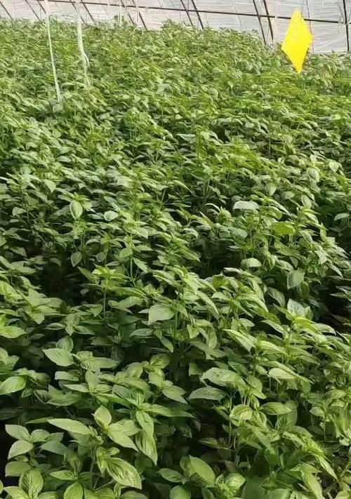 罗勒怎么种植方法？家庭种植罗勒的步骤和技巧是什么？