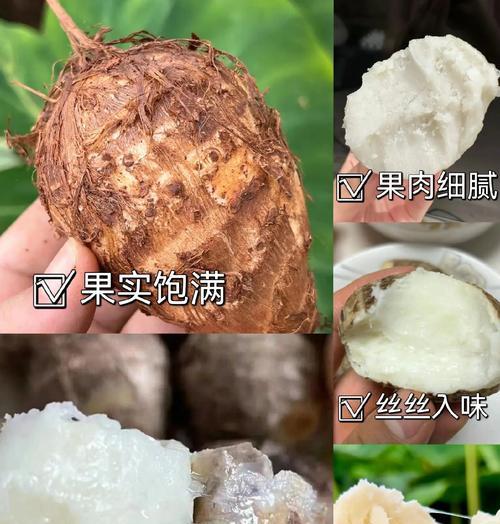 毛芋头怎么做种植方法？步骤和注意事项是什么？