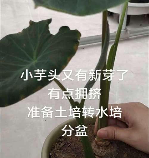 毛芋头怎么做种植方法？步骤和注意事项是什么？