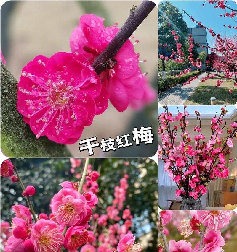 千枝红梅怎么种植方法？种植过程中需要注意哪些问题？