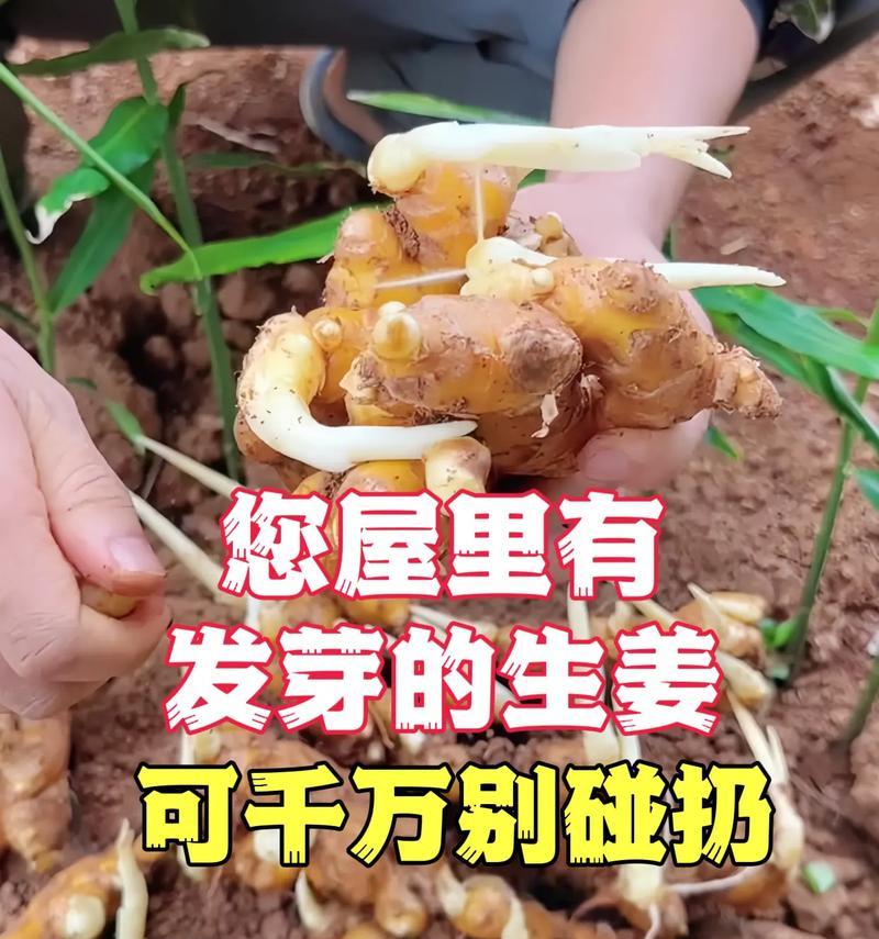 姜怎么催芽？有效催芽方法有哪些？