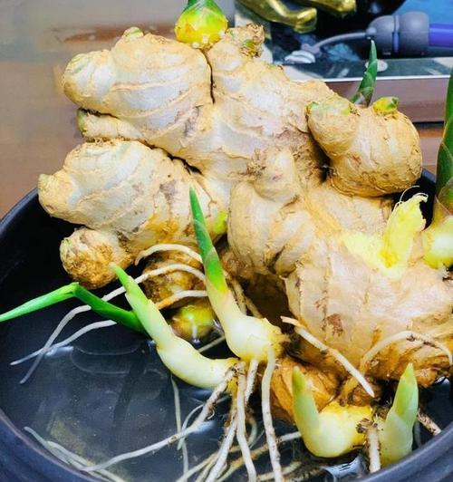 姜怎么催芽？有效催芽方法有哪些？