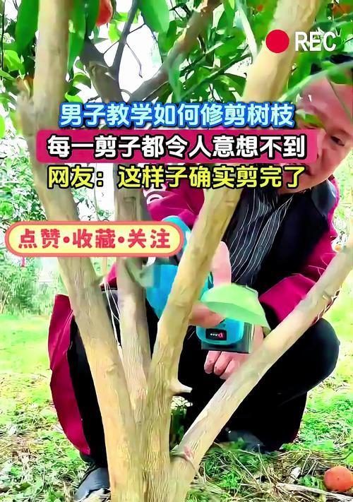 怎么学修剪枝条？修剪枝条的正确方法和注意事项是什么？