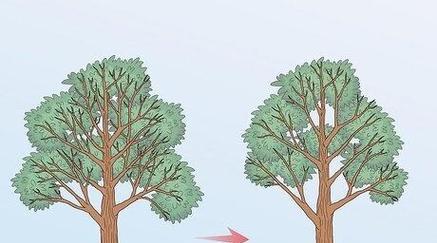 怎么学修剪枝条？修剪枝条的正确方法和注意事项是什么？
