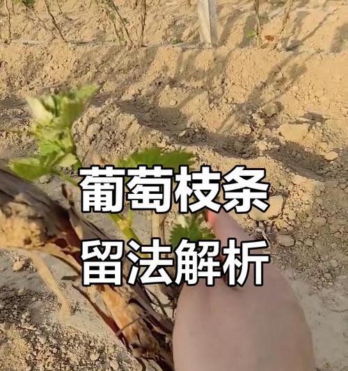 刨葡萄修剪枝条的最佳时机是什么时候？如何正确进行修剪？