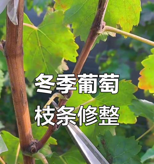 刨葡萄修剪枝条的最佳时机是什么时候？如何正确进行修剪？