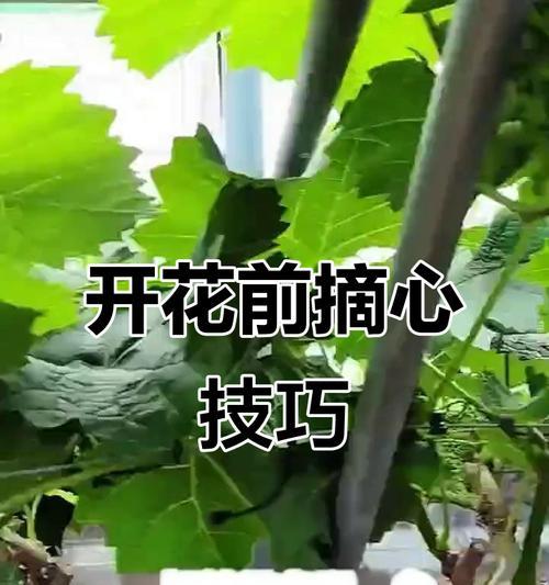 刨葡萄修剪枝条的最佳时机是什么时候？如何正确进行修剪？