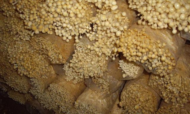 金丝菇根种植方法是什么？如何正确种植金丝菇根？