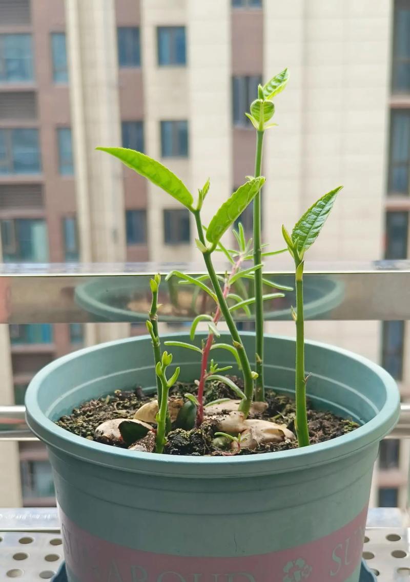 花盆菠萝种植方法是什么？如何确保成功生长？