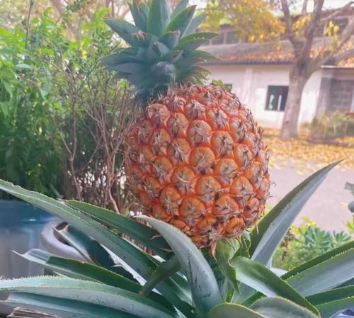 花盆菠萝种植方法是什么？如何确保成功生长？