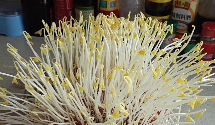 红豆种子催芽方法是什么？需要多长时间才能发芽？