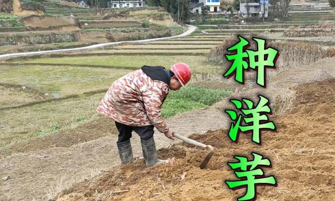 四川水芋种植方法有哪些？如何确保高产？