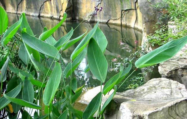 四川水芋种植方法有哪些？如何确保高产？