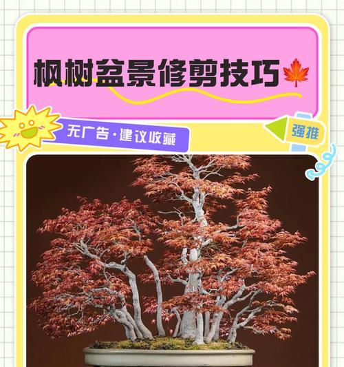 红枫修剪枝叶的最佳方法是什么？修剪后如何护理？