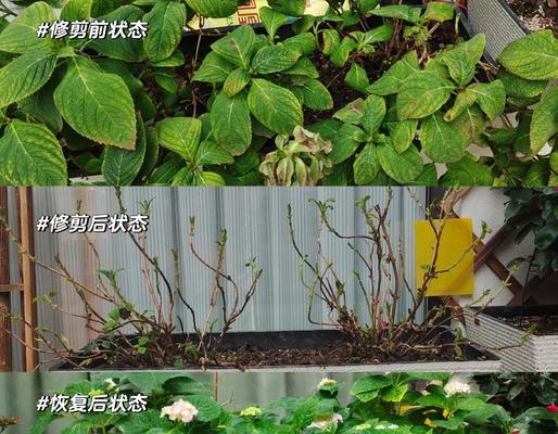 冬天绣球花修剪枝条的最佳方法是什么？修剪后如何护理？