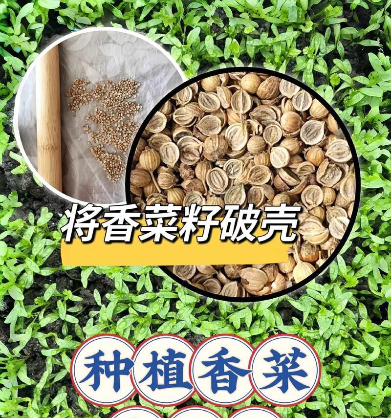 香菜种子种植方法有哪些？如何确保高发芽率？
