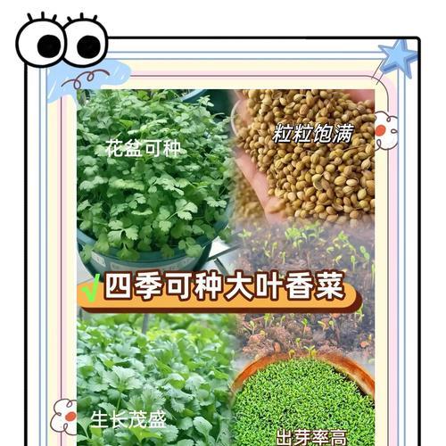 香菜种子种植方法有哪些？如何确保高发芽率？
