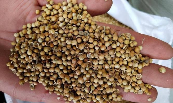 香菜种子种植方法有哪些？如何确保高发芽率？